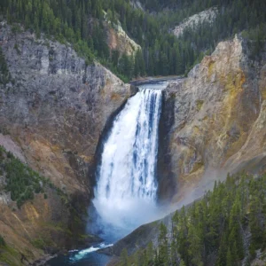 Lower Falls, Yellowstone in Forested Canyon